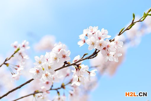 日本商標(biāo)