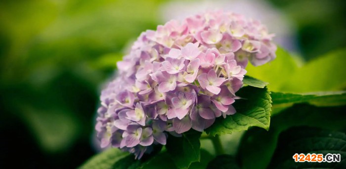 iso認證是什么流程